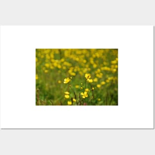 Wild Buttercup Field Posters and Art